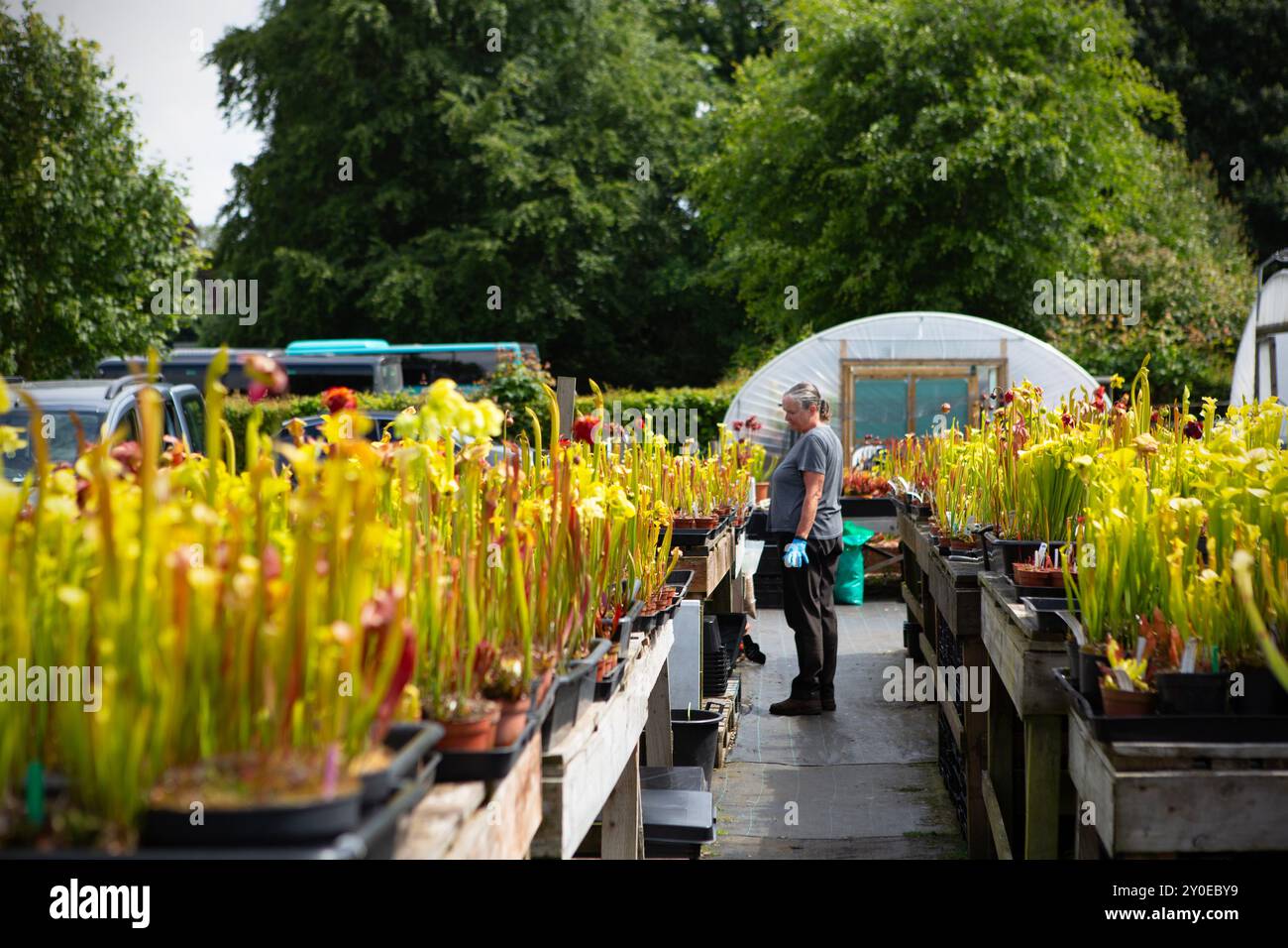 Sarracenia's (usines américaines de pichet) aux usines Wack's Wicked à Scampston près de Malton dans le North Yorkshire. L'entreprise appartenant à Peter Walker et à la sienne Banque D'Images