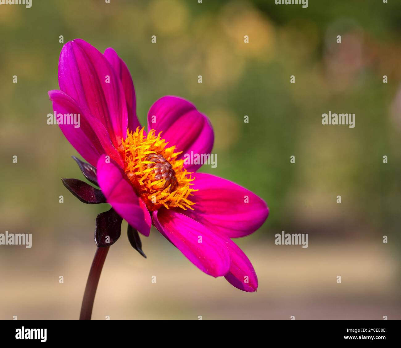 Gros plan de fleur de Dahlia 'Hadrien's Bubblegum' dans un jardin à la fin de l'été Banque D'Images