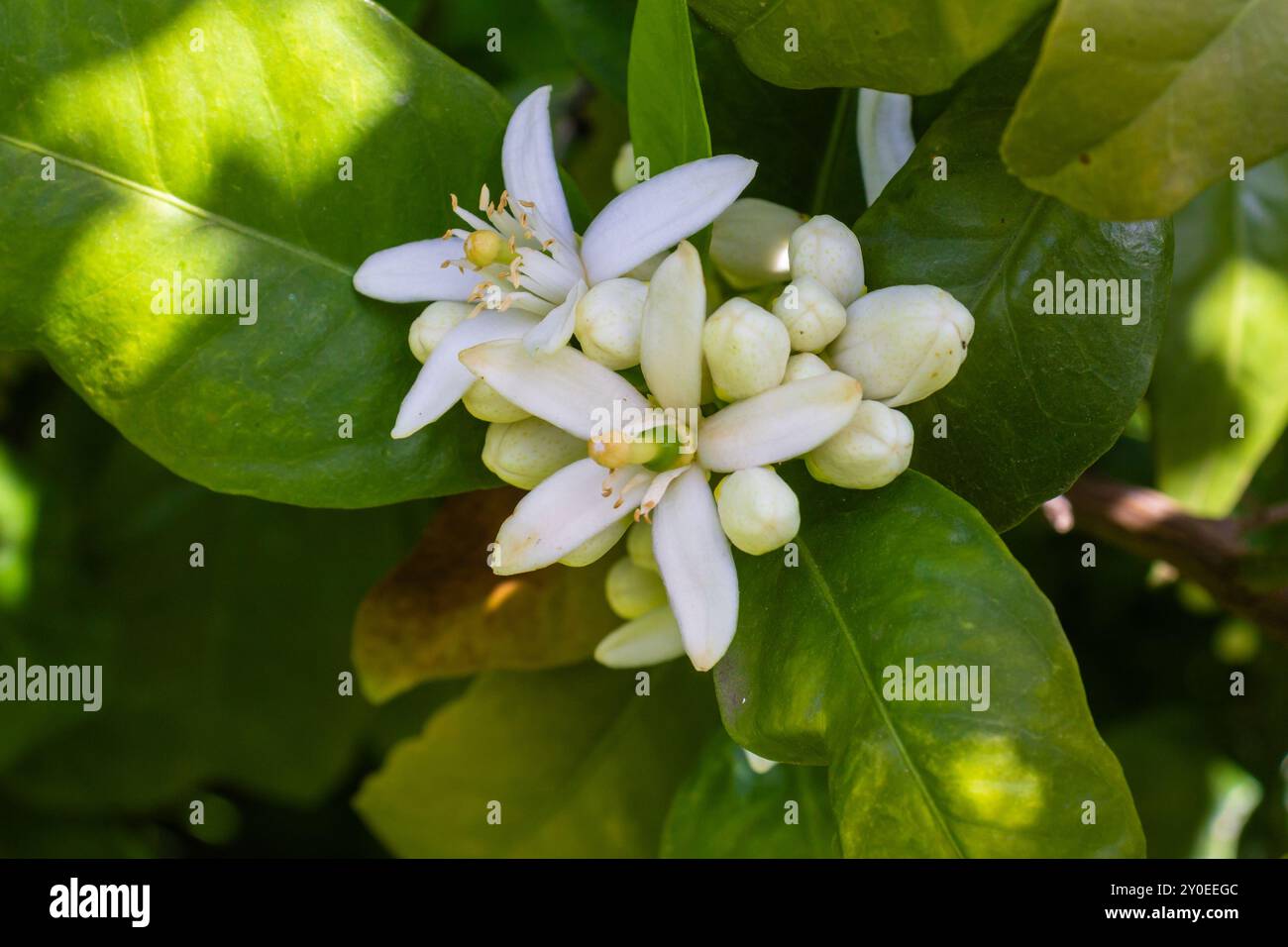 Citrus sinensis Blossom au printemps Banque D'Images