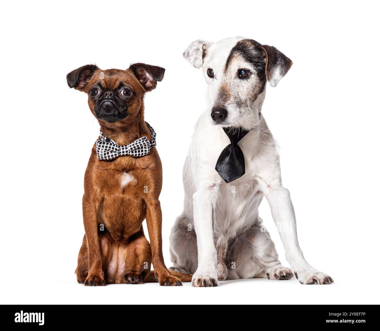 Chiens portant un noeud papillon et une cravate, isolés sur blanc Banque D'Images
