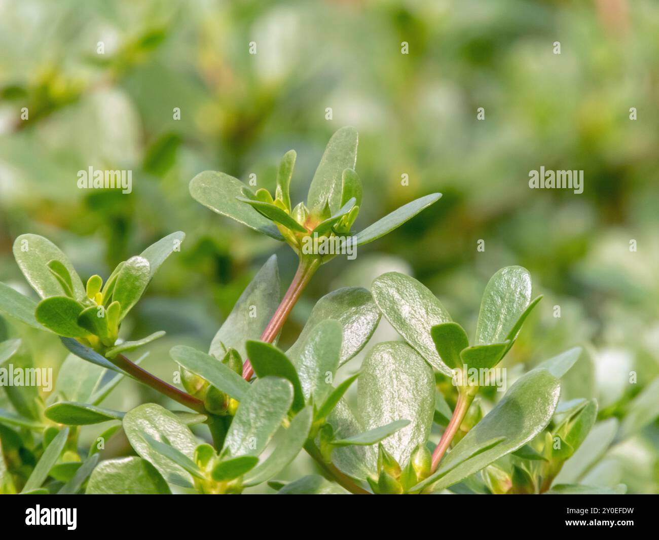 Portulaca oleracea, petite plante succulente comestible ou pursley. Feuilles vert purslane communes et tiges rougeâtres. Légume à feuilles. Banque D'Images