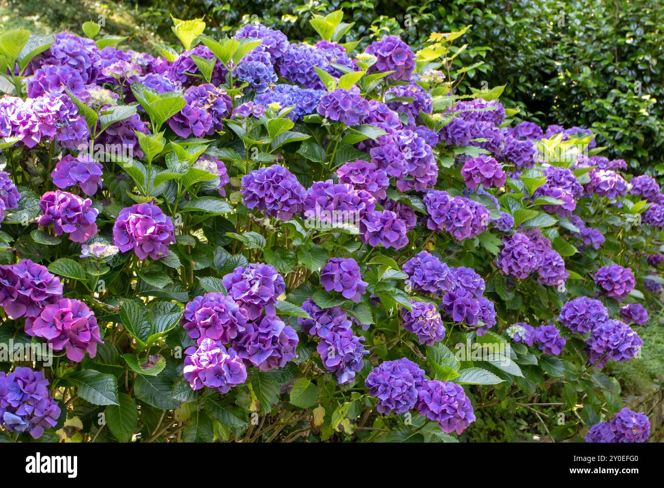 Arbuste ornemental Hydrangea macrophylla avec fleurs violettes. Hortensia fleurs foncées. Hortensia floraison abondante. Plantes françaises en fleurs d'hortensia Banque D'Images