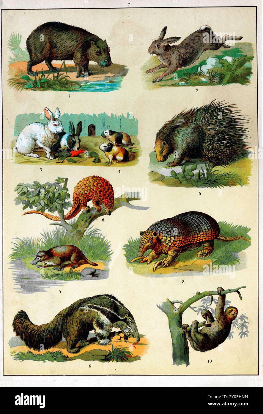 Règne animal. Illustration couleur vintage des animaux. Empire russe. 1890-1910 1. Capybara 2. Lièvre européen 3. Lapin 4. Cochon d'Inde 5. Porcupine 6. Pangolin 7. Ornithorynque 8. Armadillo 9. Fourmilier 10. Paresseux Banque D'Images