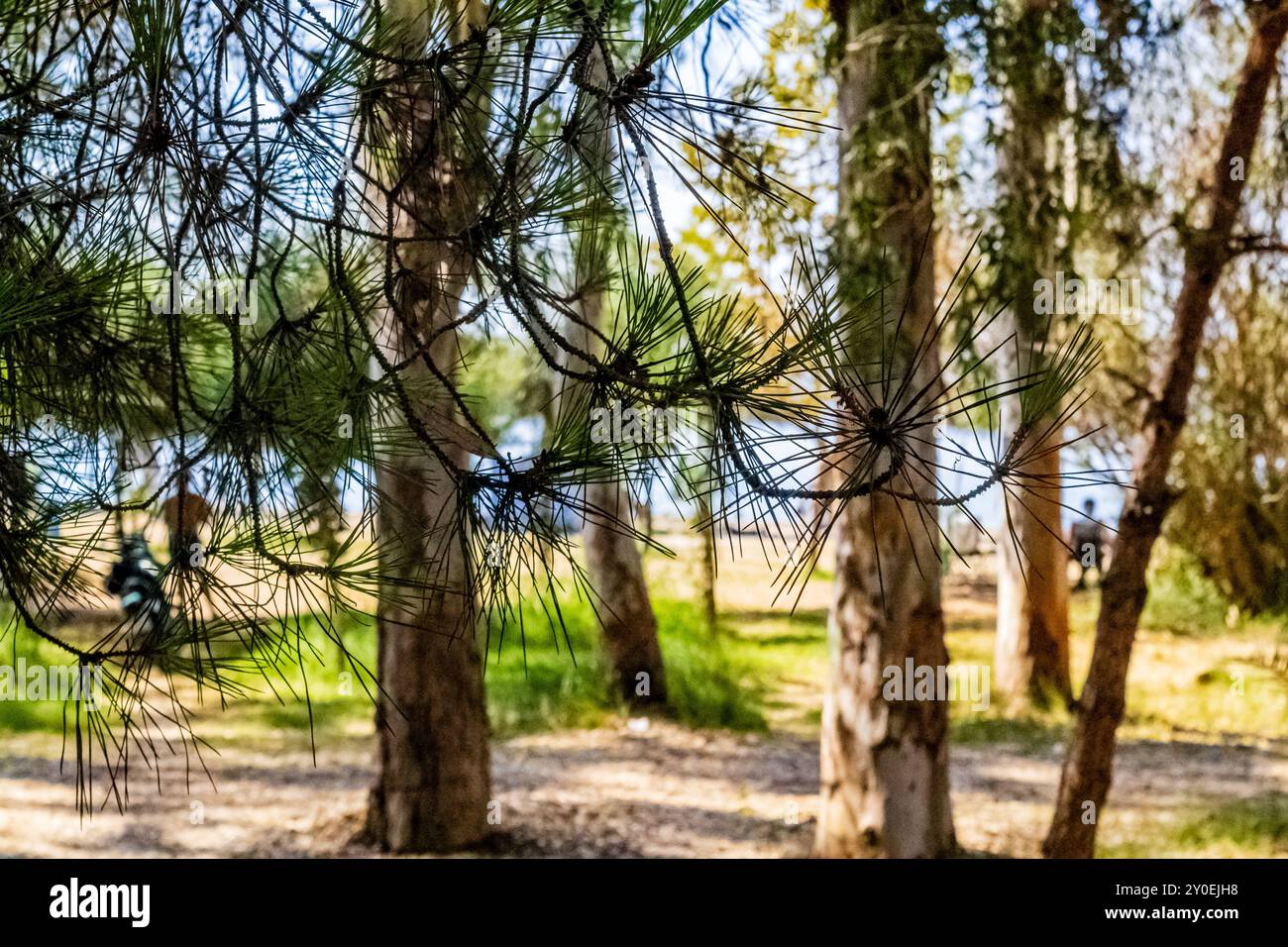 parc de détente près de la mer Banque D'Images