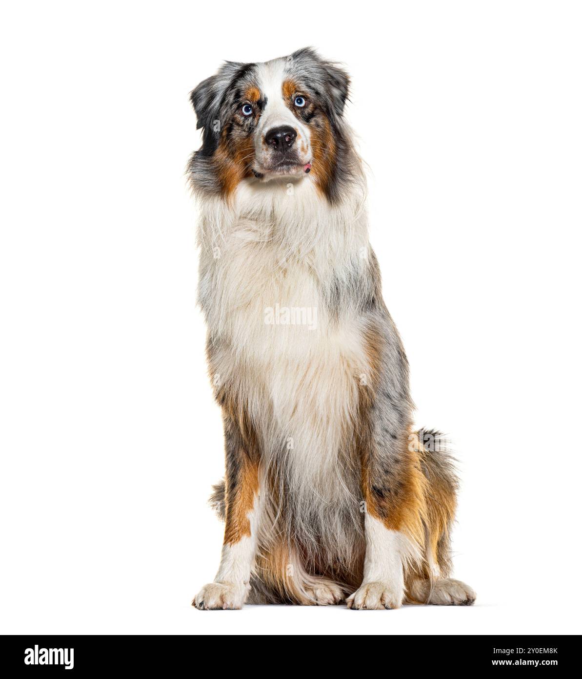 Berger australien Red merle, isolé sur blanc Banque D'Images