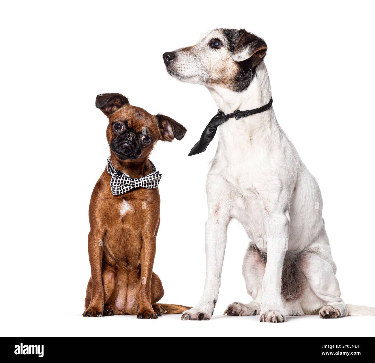 Chiens portant un noeud papillon et une cravate, isolés sur blanc Banque D'Images