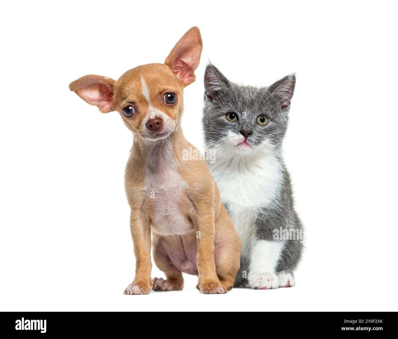 Chihuahua chiot et un chaton gris et blanc sont assis ensemble, l'air alerte et curieux Banque D'Images