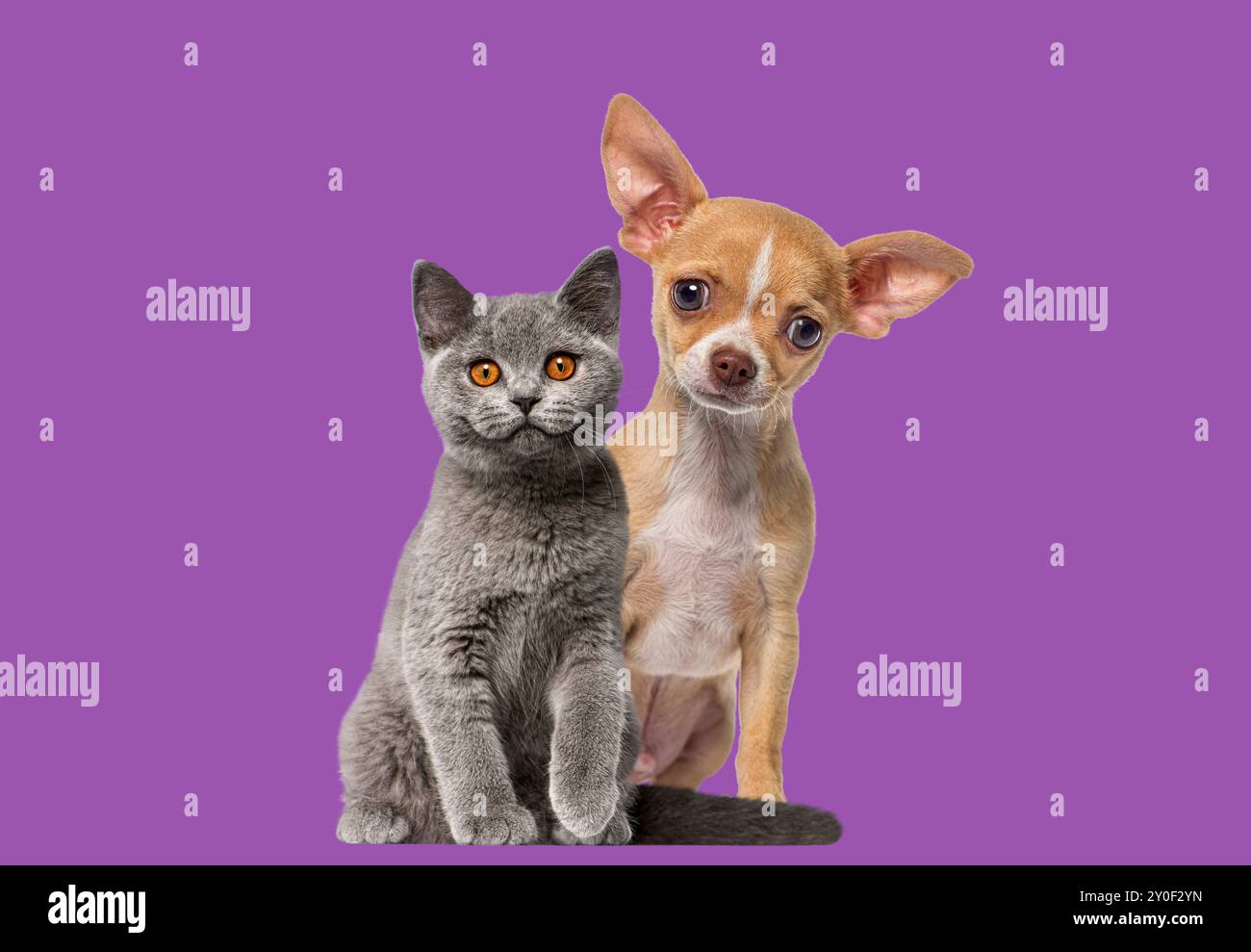 Chihuahua chiot et chaton short britannique, chat et chien, assis sur un fond violet et regardant la caméra. Banque D'Images