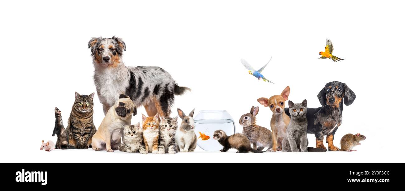 Groupe d'animaux de compagnie posant chats et chiens ; chien, chat, furet, lapin, poisson, oiseau rongeur, lapin, isolé sur blanc Banque D'Images