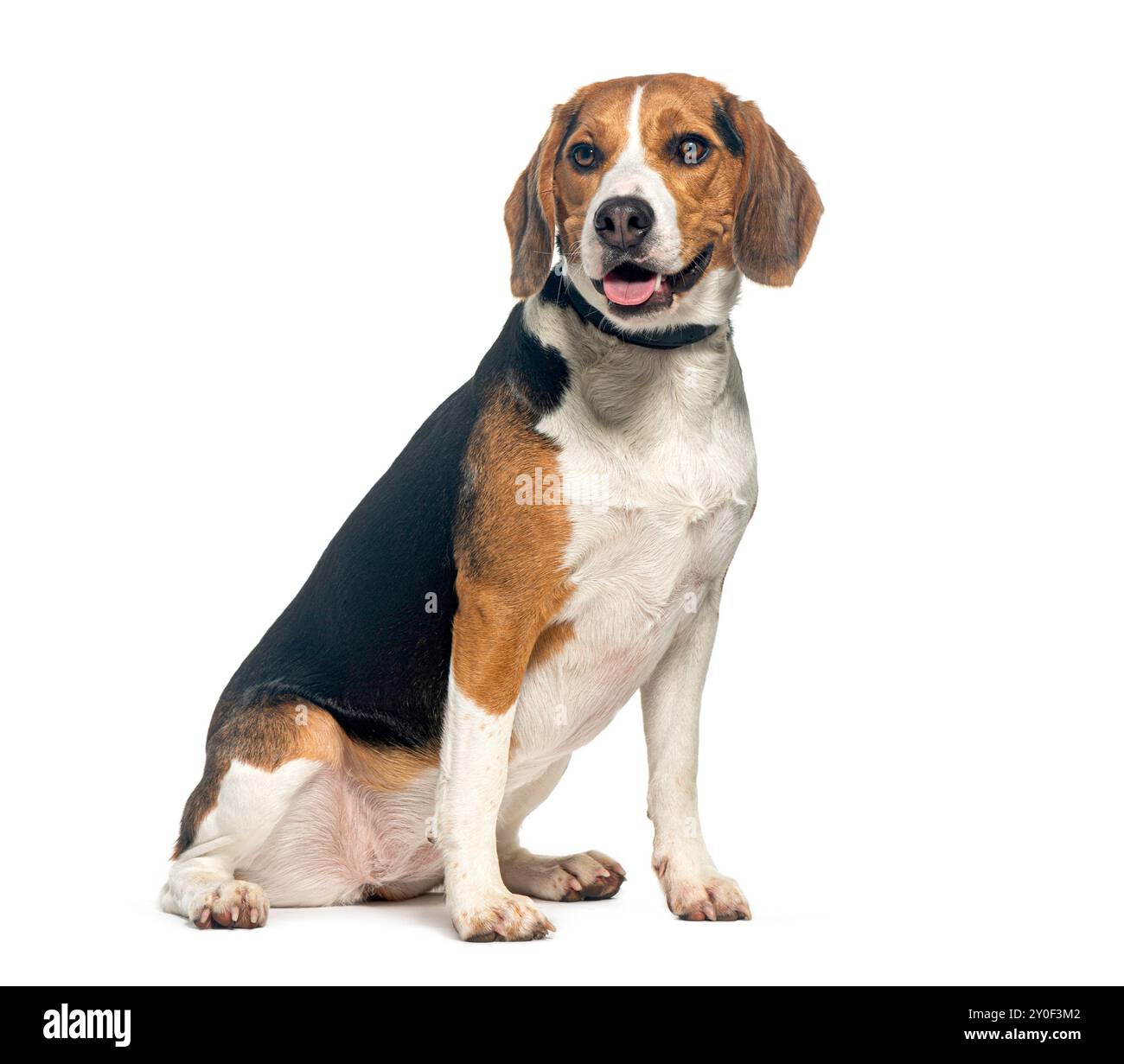 Portrait d'un chien beagle heureux assis de côté regardant la caméra, isolé sur un fond blanc Banque D'Images