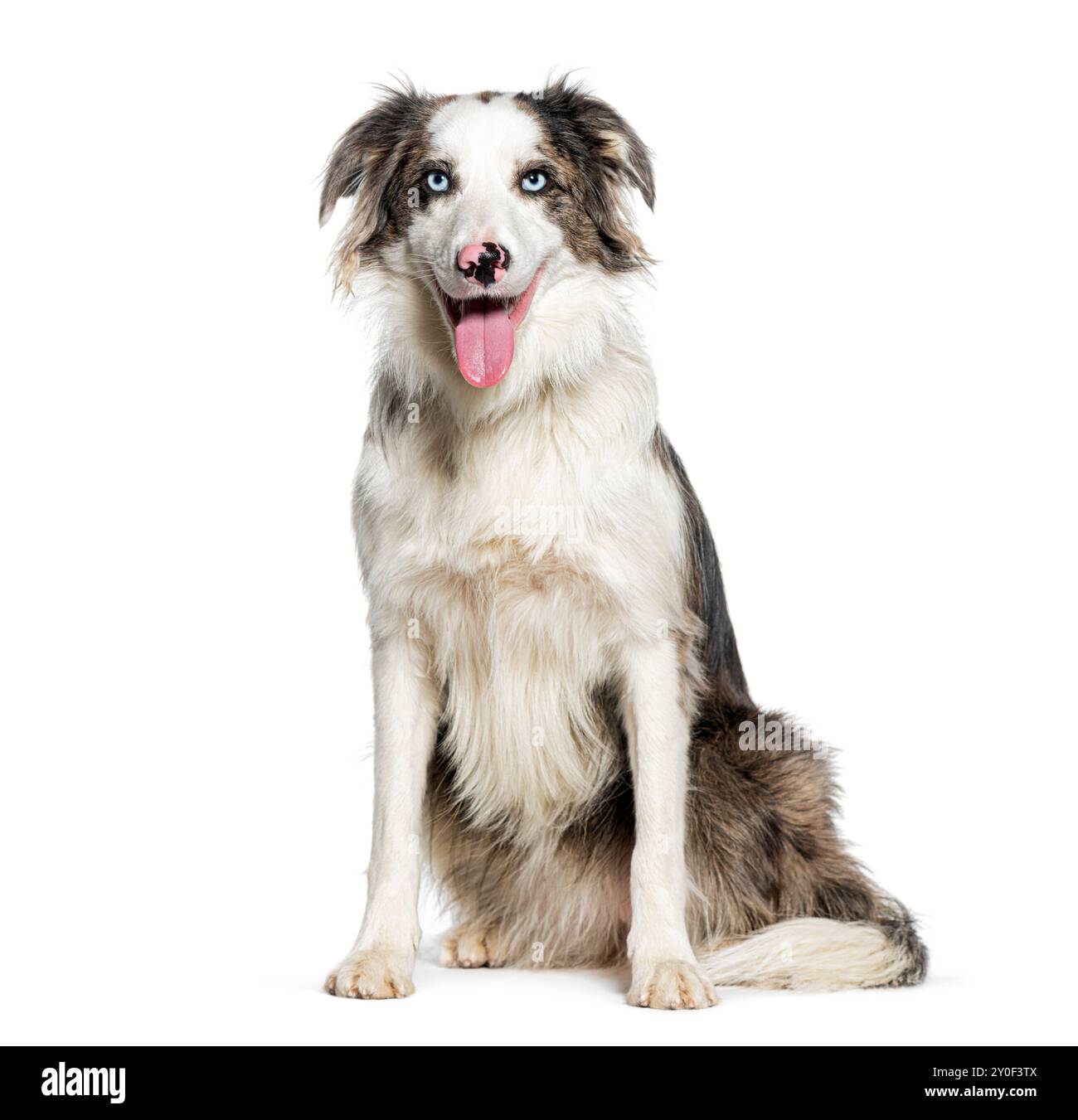 Joyeuse frontière collie avec un pelage moelleux et la langue dehors, assis isolé sur blanc Banque D'Images