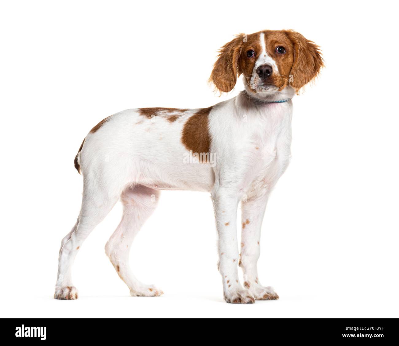 Brittany spaniel debout devant un fond blanc Banque D'Images