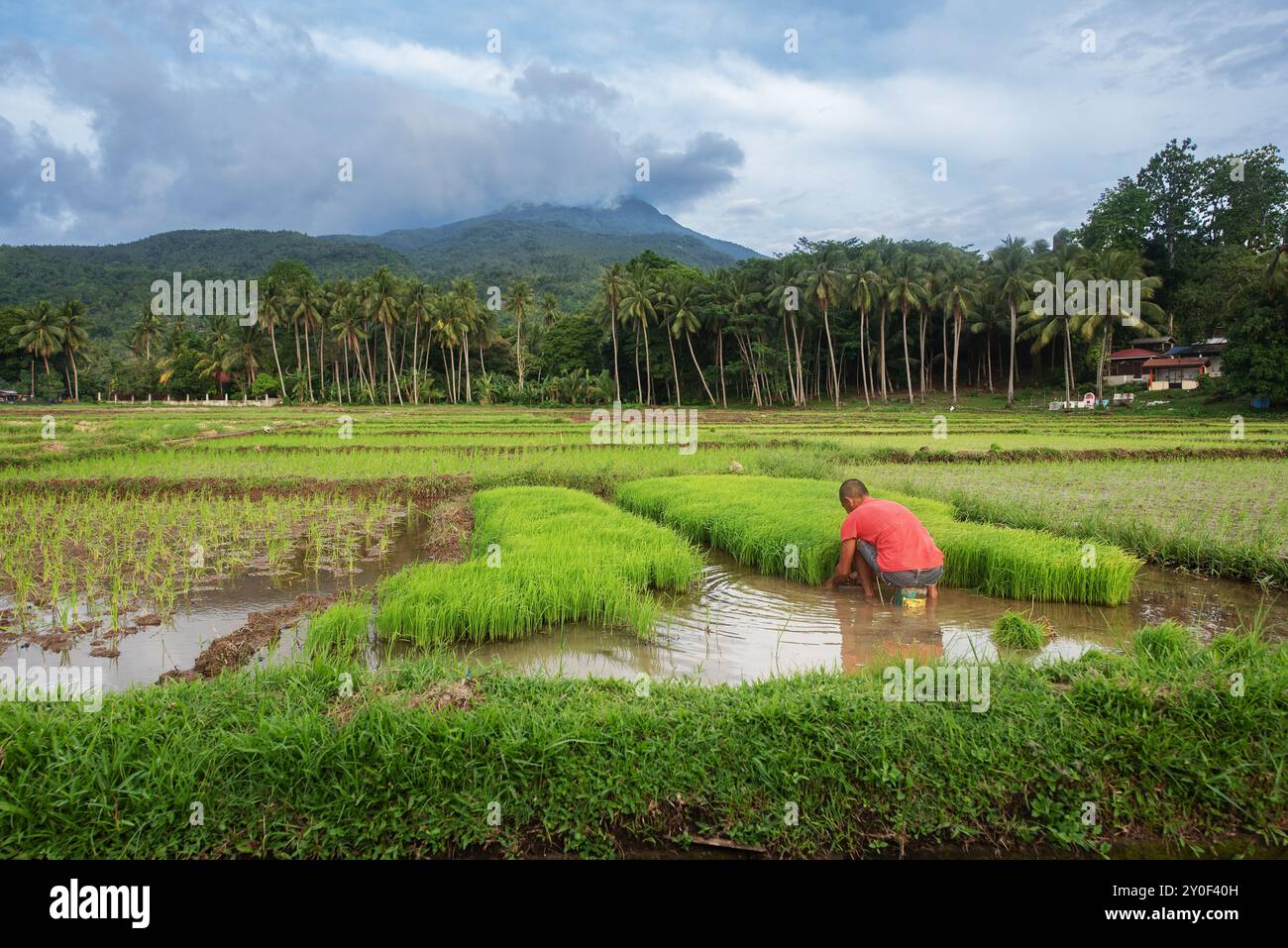 Agriculteur s'occupe des rizières de l'île de Camiguin, Philippines Banque D'Images