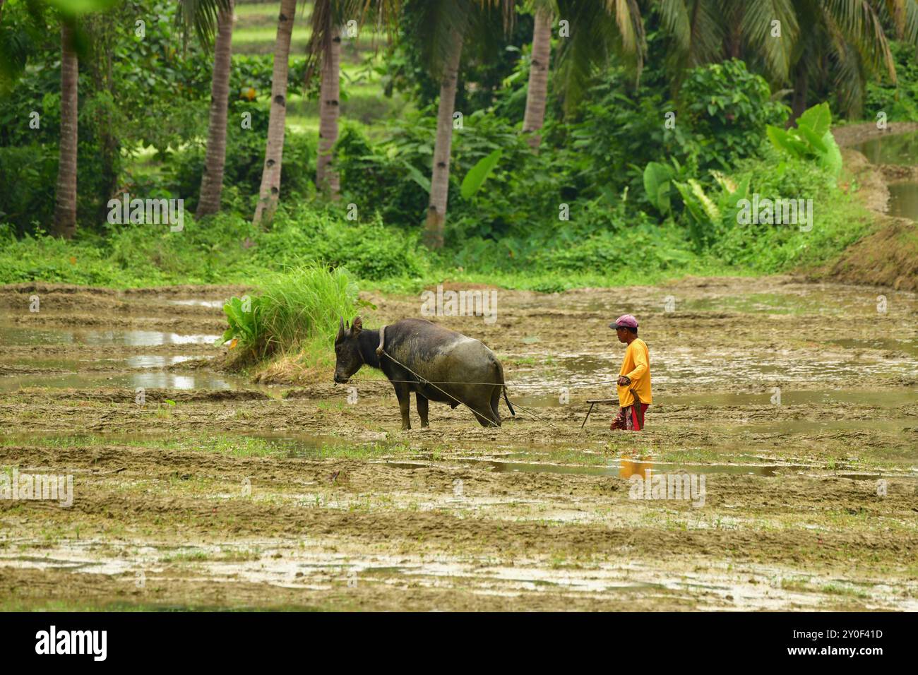 Agriculteur cultivant une rizière avec Carabao (Bubalus bubalis carabanesis), Bohol, Philippines Banque D'Images