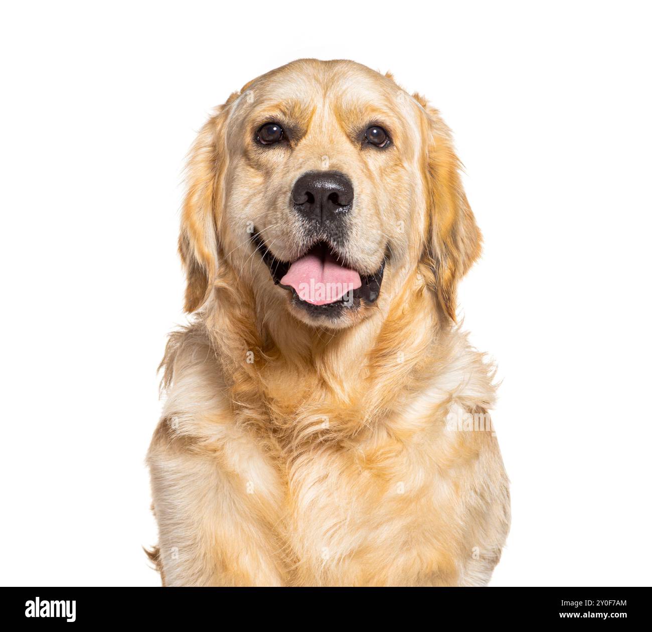 Golden retriever panating et regardant heureux sur fond blanc Banque D'Images