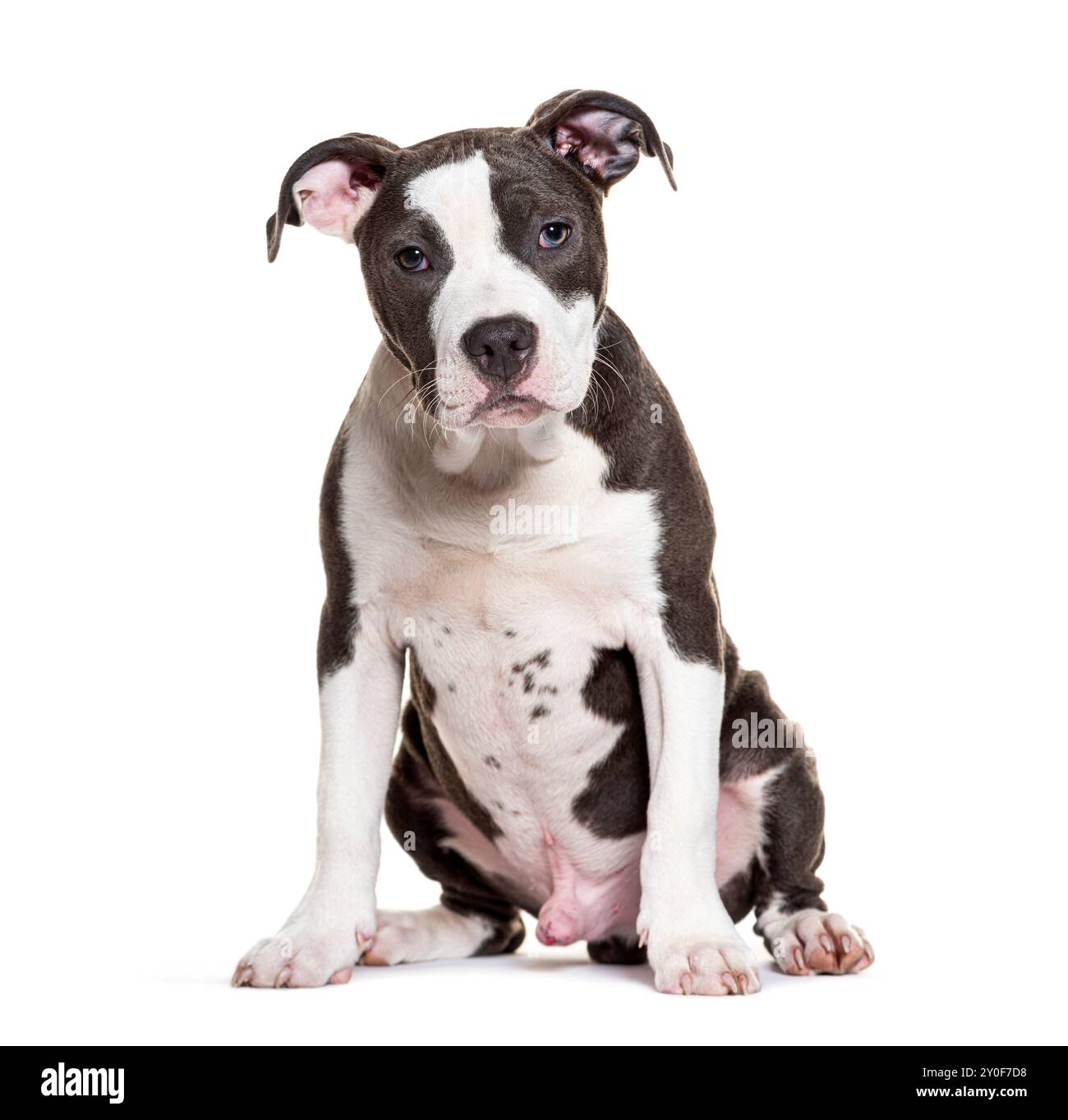 Adorable chiot terrier américain staffordshire assis et regardant la caméra Banque D'Images