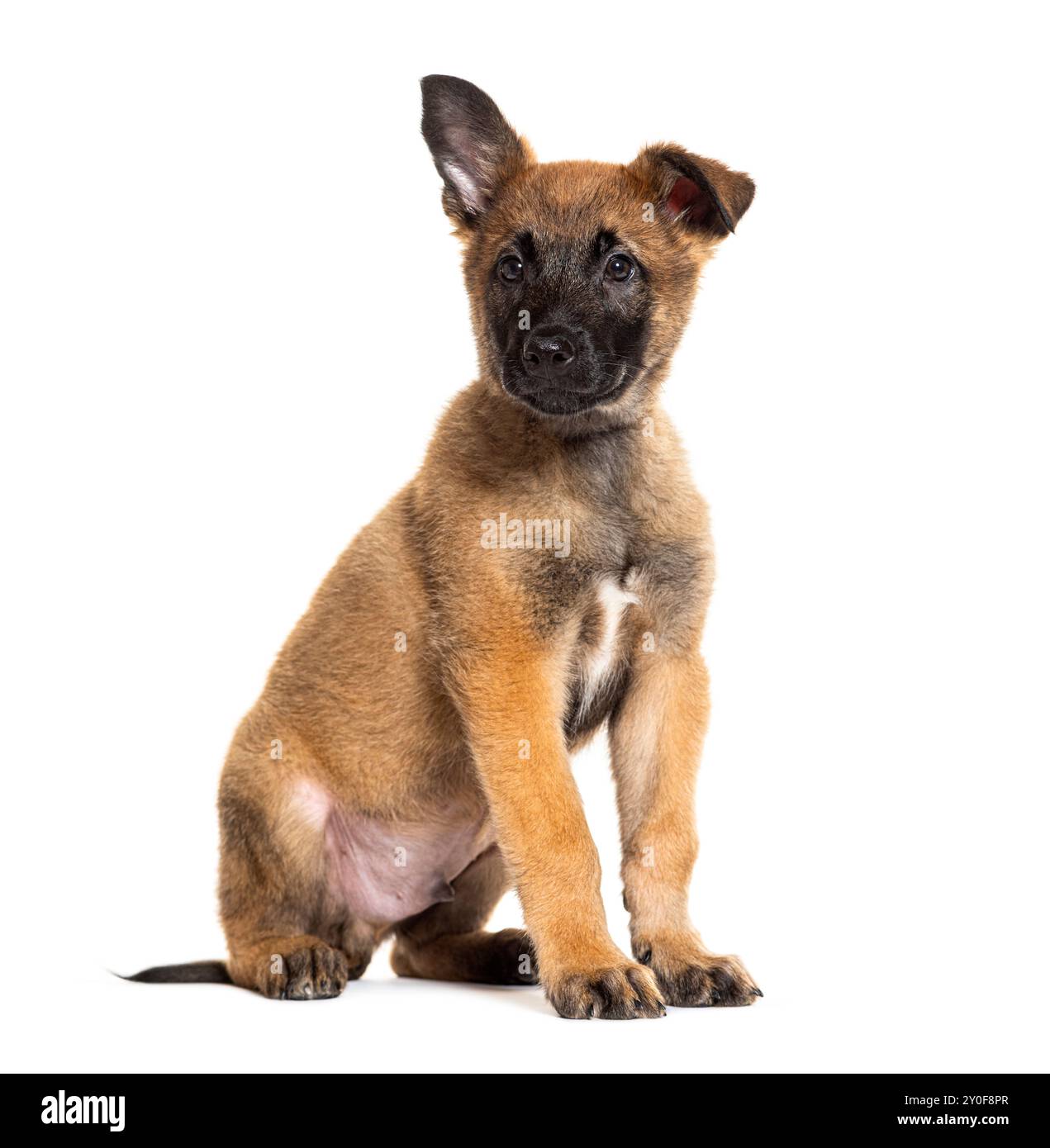 Chiot malinois Banque de photographies et d’images à haute résolution Alamy