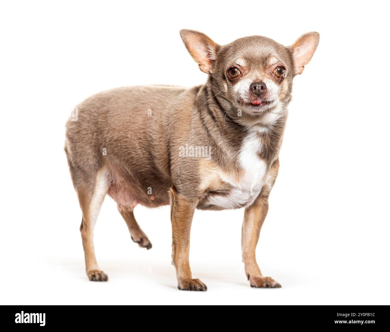 FAT chihuahua est debout et haletant sur un fond blanc Banque D'Images