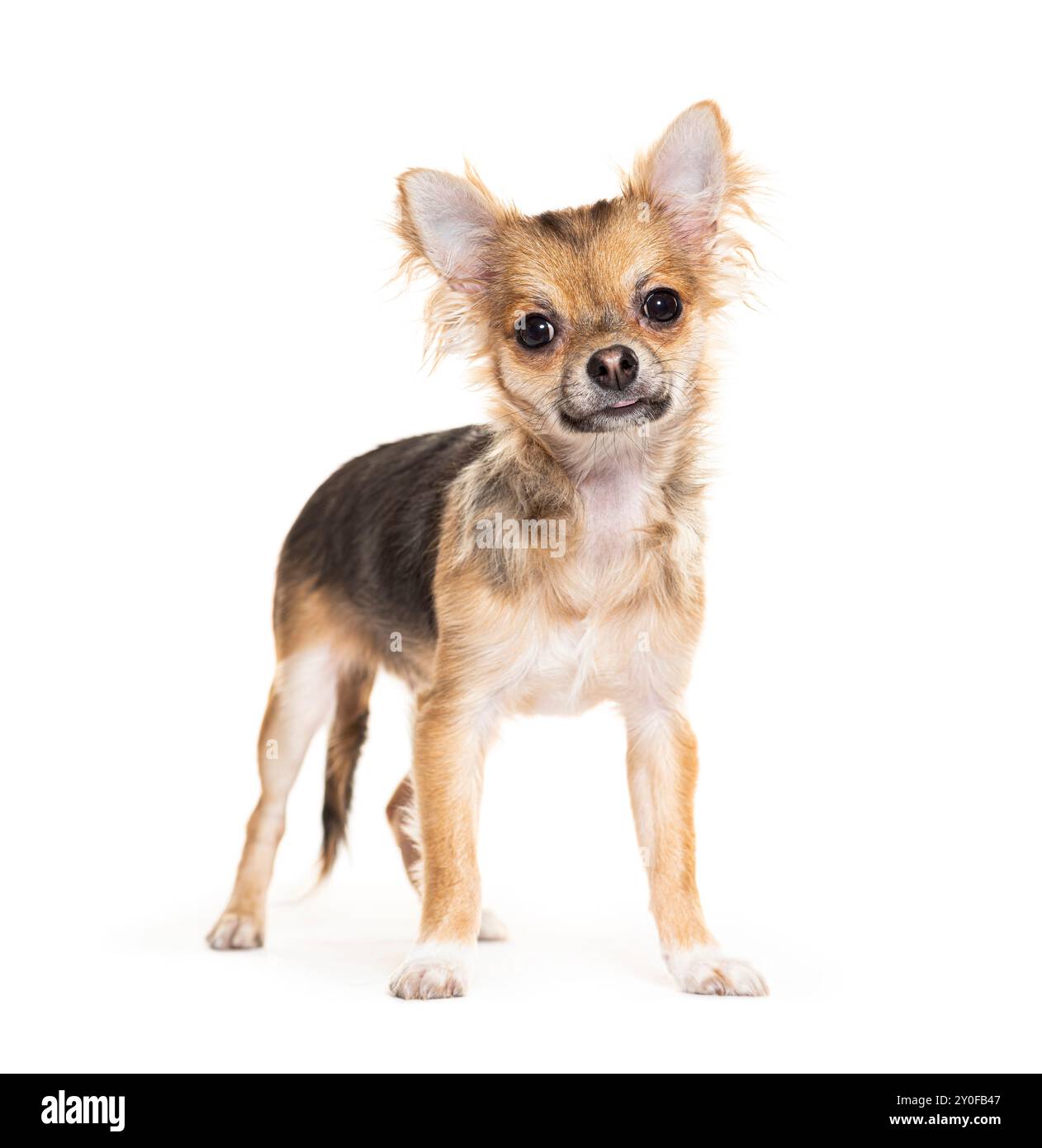 Adorable chihuahua debout sur un fond blanc Banque D'Images