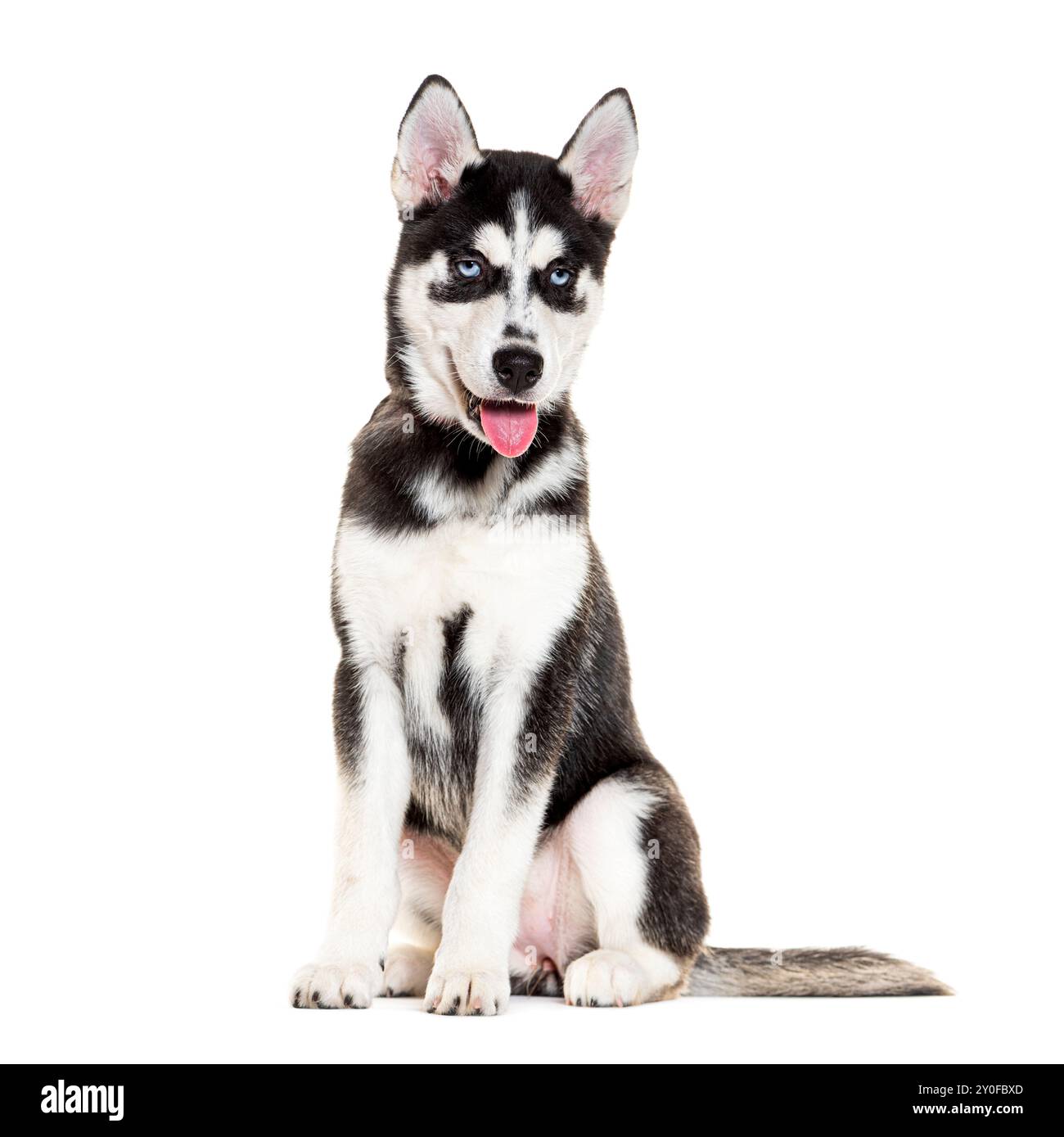 Chiot Husky haletant et assis sur un fond blanc Banque D'Images