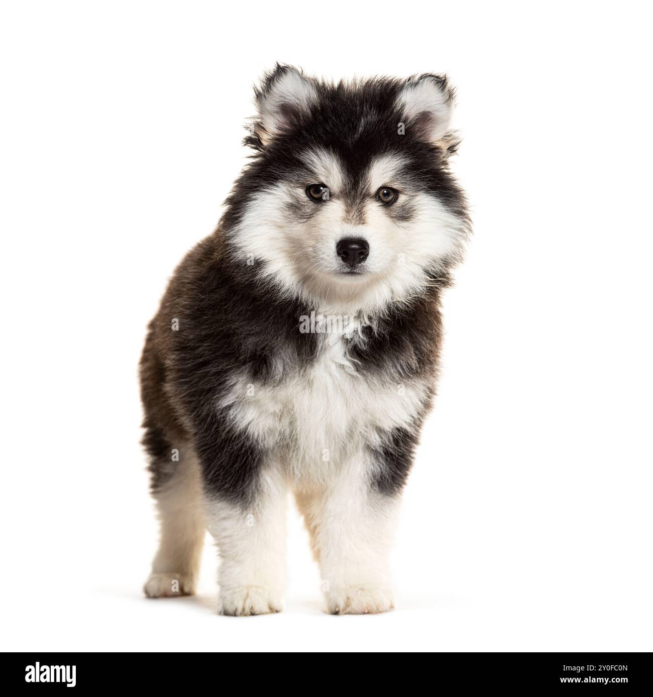 Chiot Pomsky de neuf semaines, chien design, Husky croisé avec un spitz, isolé sur blanc Banque D'Images