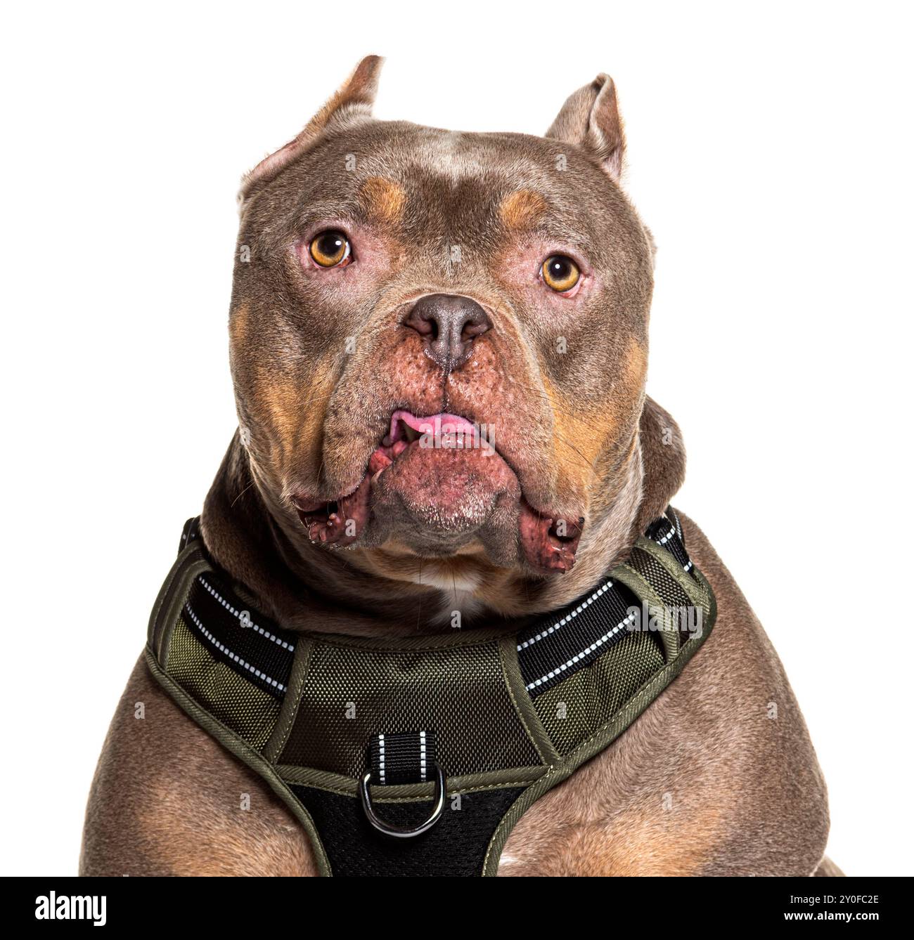 Gros plan d'un chien de race intimidateur américain bien dressé avec un harnais, isolé sur un fond blanc Banque D'Images