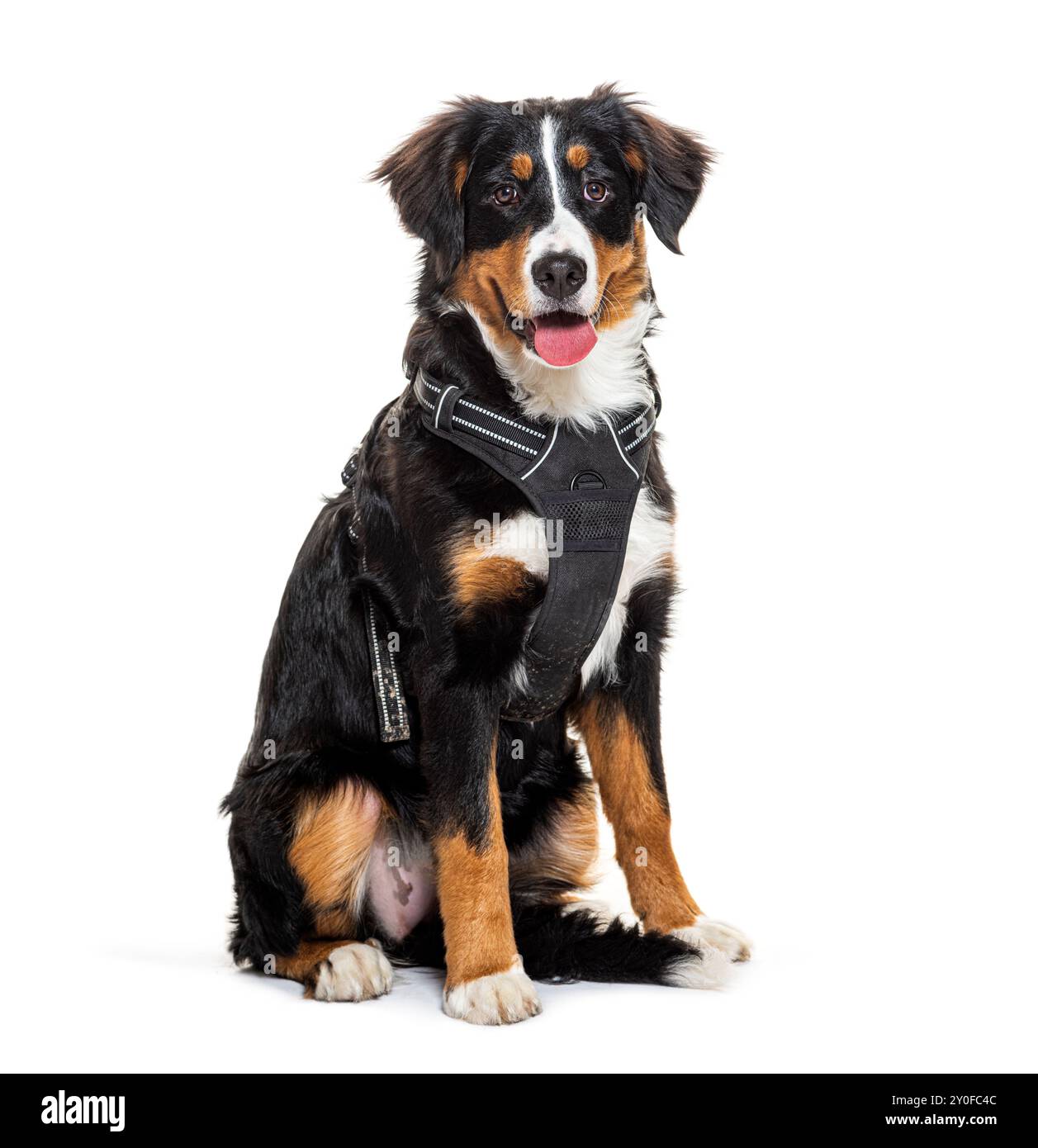 Portrait d'un Mongrel bien entraîné portant un harnais noir isolé sur fond blanc Banque D'Images