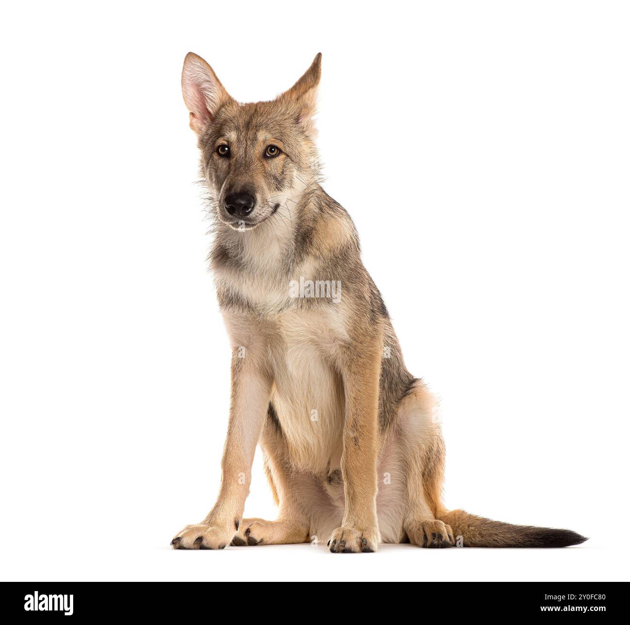 Sarloos Wolfdog assis devant un fond blanc Banque D'Images