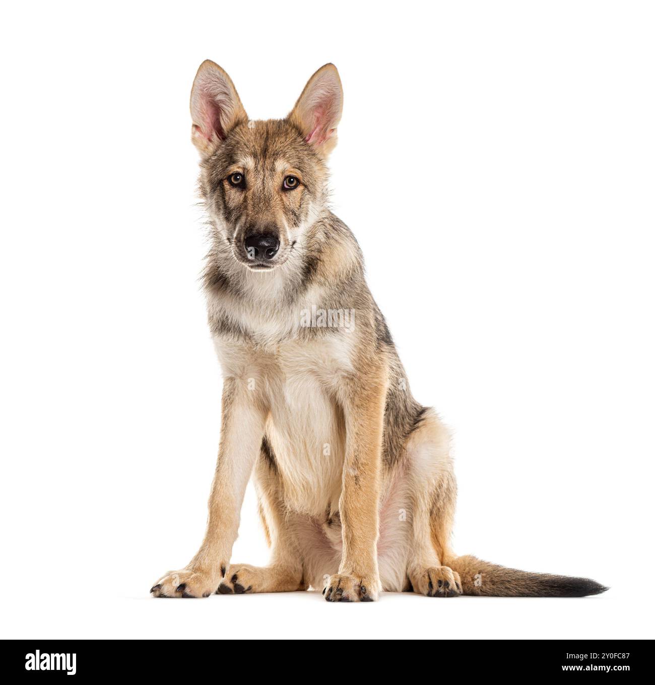 Sarloos Wolfdog assis et regardant attentif sur un fond blanc Banque D'Images