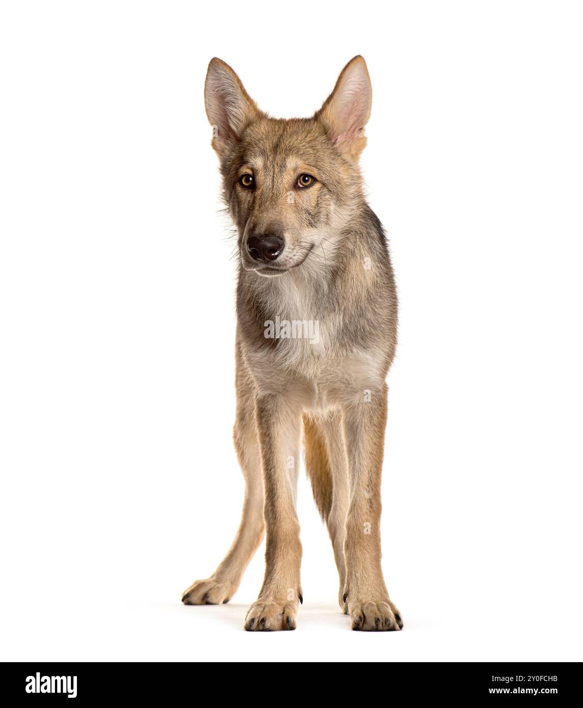 Sarloos Wolfdog debout sur un fond blanc Banque D'Images