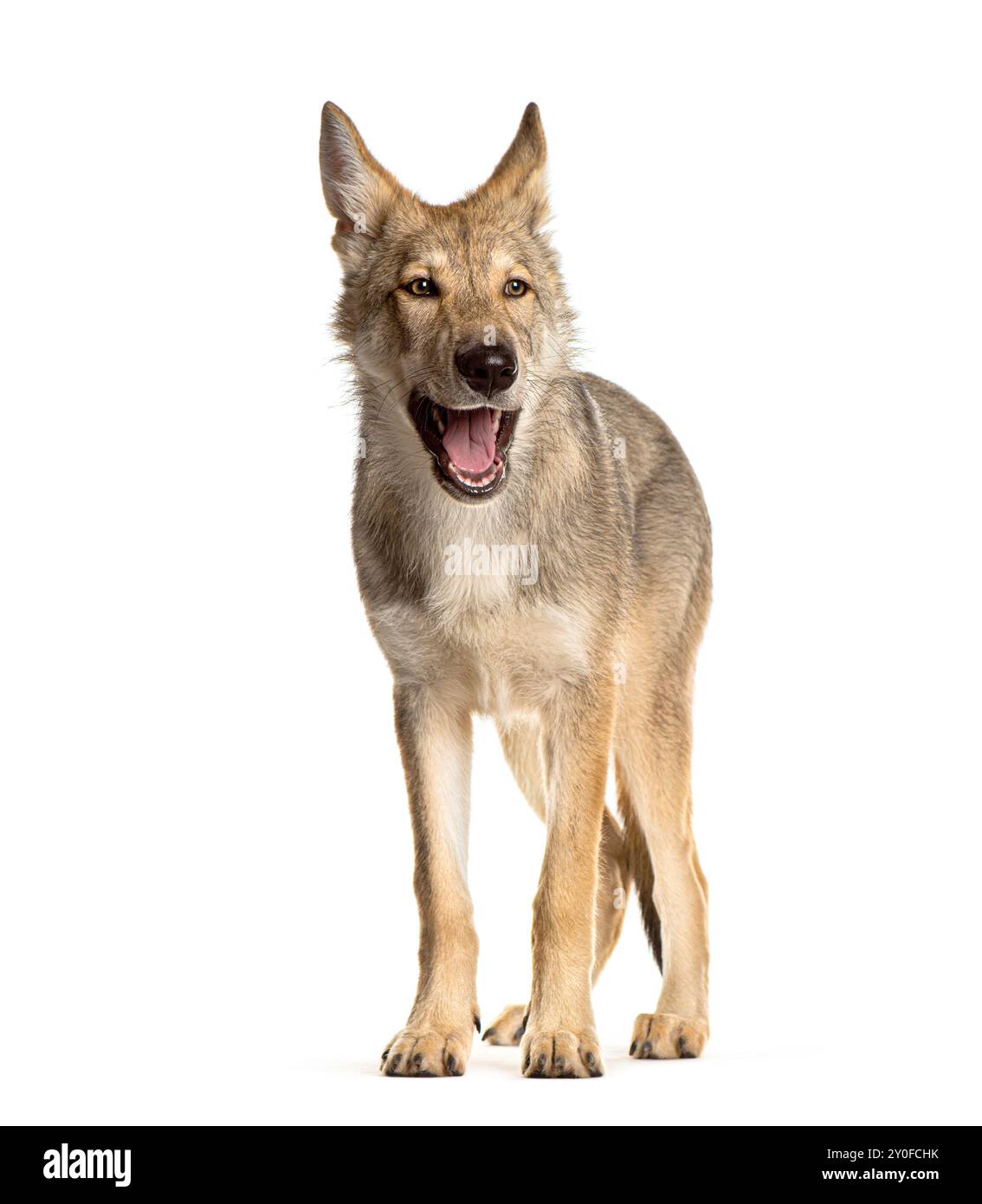 Sarloos Wolfdog debout sur un fond blanc et haletant Banque D'Images