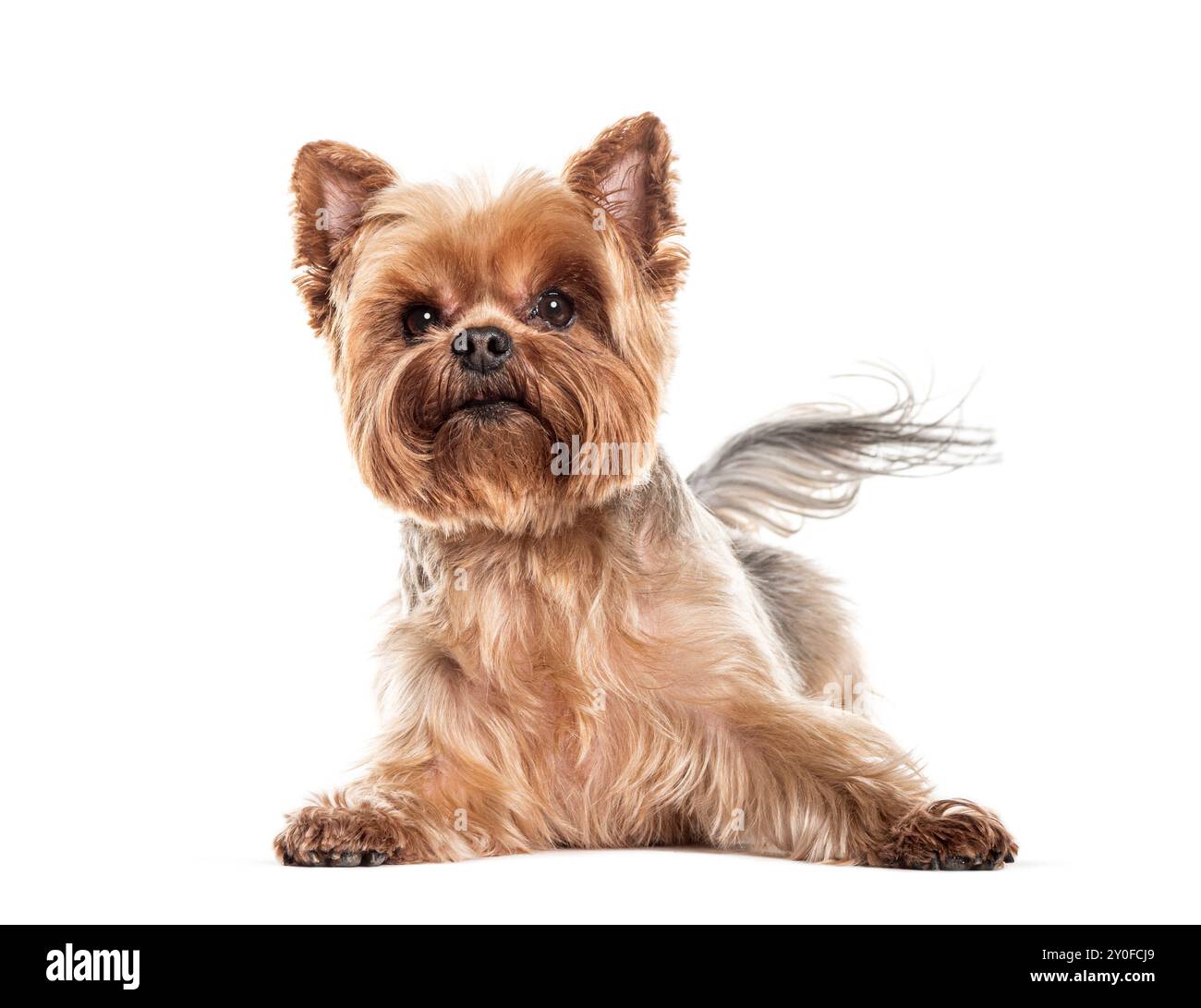 Yorkshire terrier couché sur un fond blanc Banque D'Images