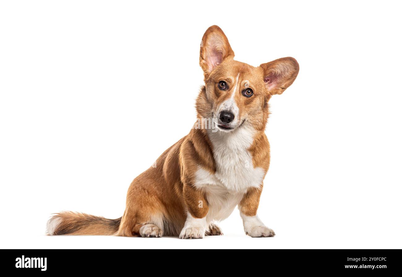 Corgi gallois Cardigan regardant la caméra, isolé sur blanc Banque D'Images