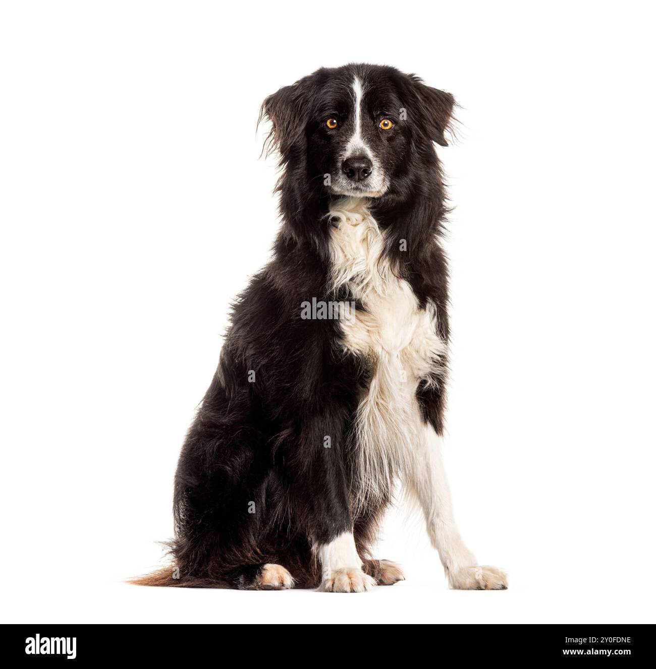 Frontière collie assis et regardant attentif sur un fond blanc Banque D'Images