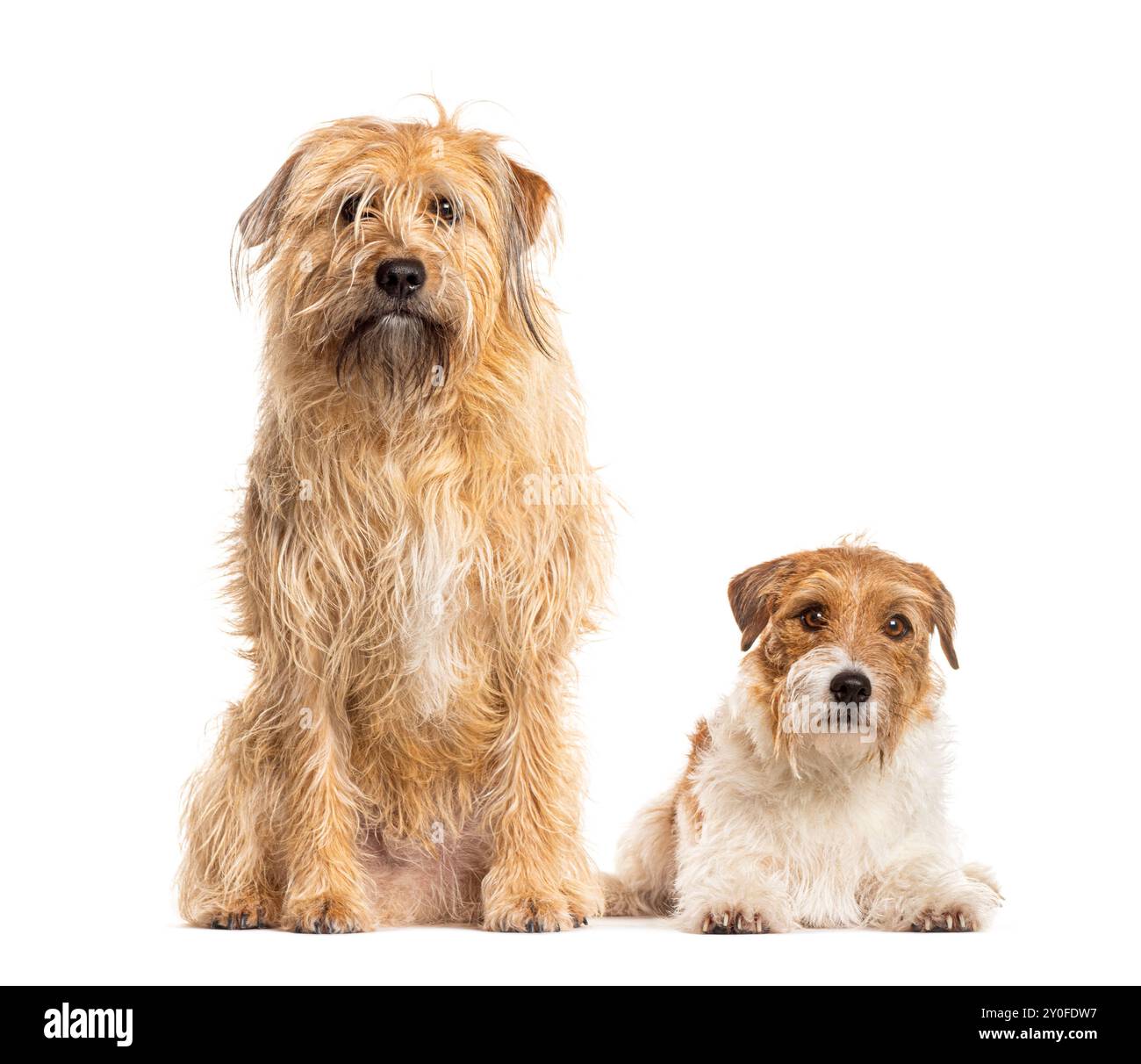 Grand chien shaggy et un petit chien terrier assis sur fond blanc Banque D'Images