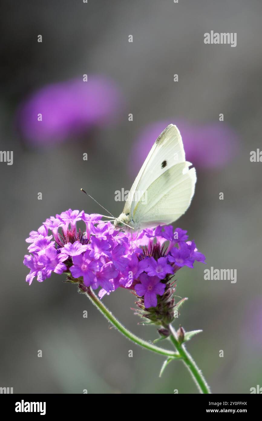 Petit papillon blanc sur fleur violette Banque D'Images