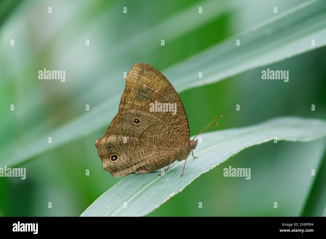 Papillon brun du soir sur une feuille Banque D'Images