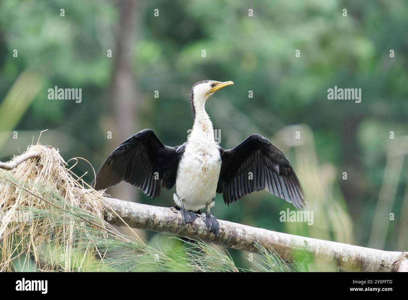 Le petit pied Cormorant se dessèche Banque D'Images