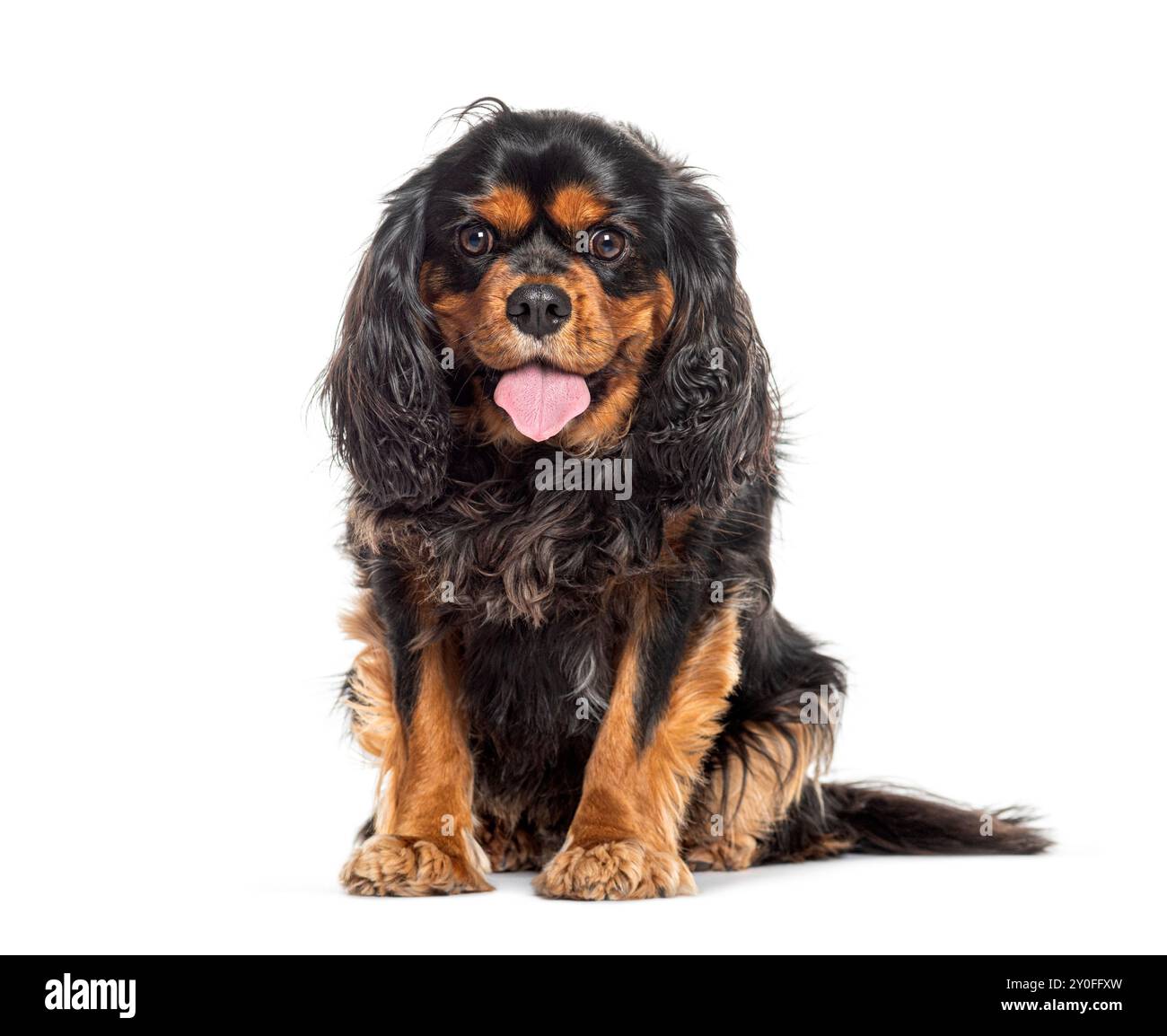 Sweat à Capuche Cavalier King Charles Spaniel Blenheim - T-shirt Hoodie Chien, Motif 'Angels And Cavaliers', Coupe Classique