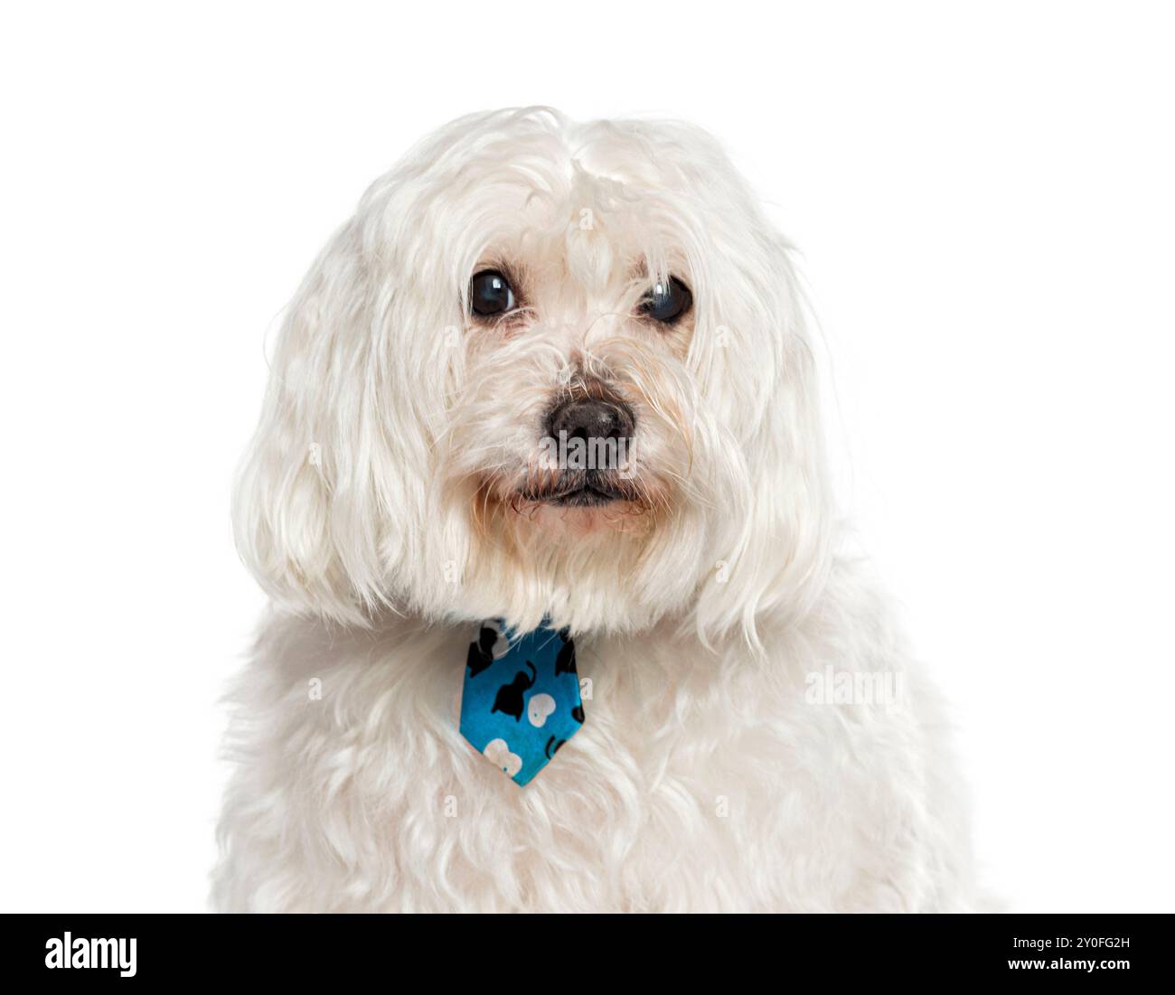 Maltais avec cravate bleue regardant vers l'avant sur fond blanc Banque D'Images