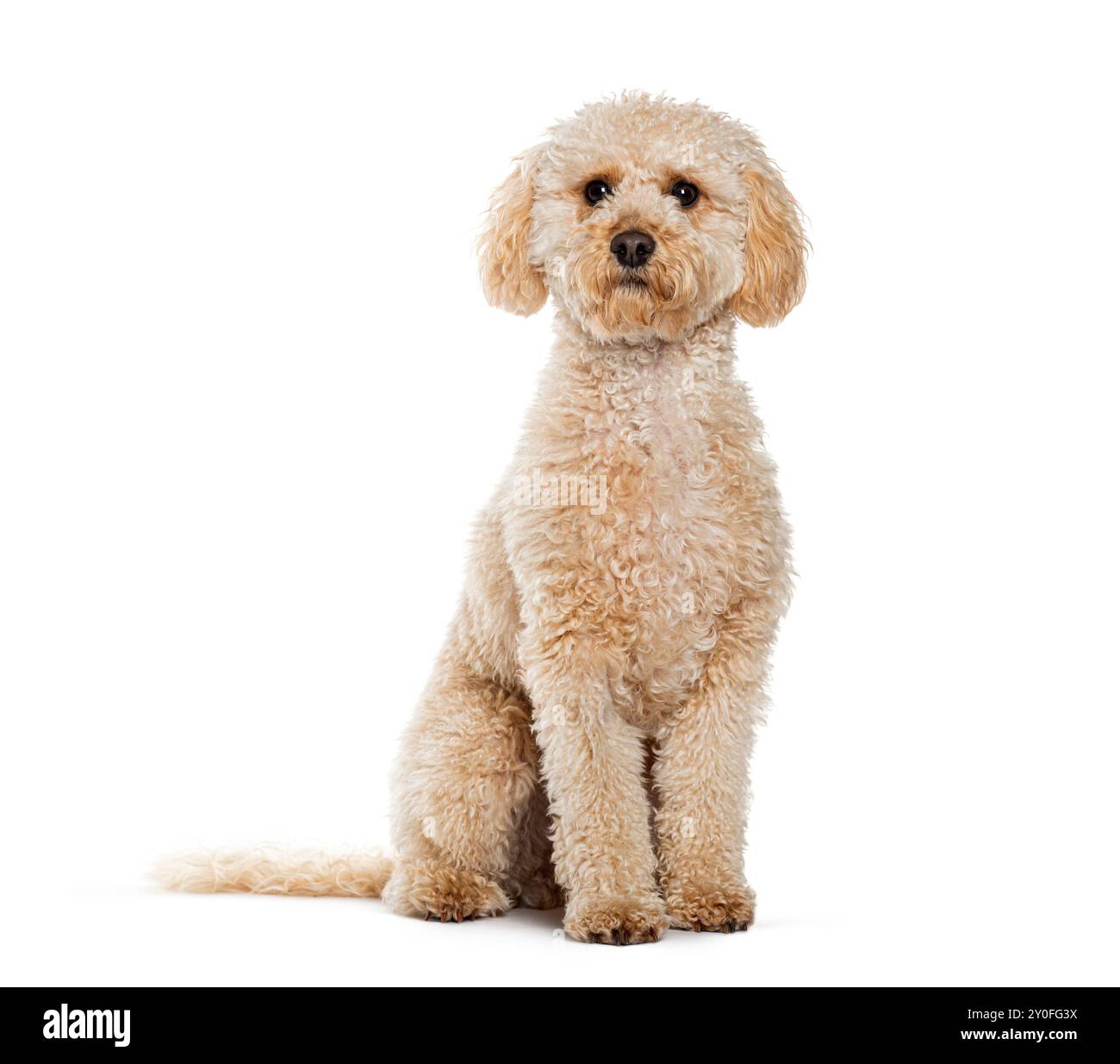 Mignon et moelleux Maltipoo, est un croisement entre un caniche et un maltais, assis, isolé sur blanc Banque D'Images