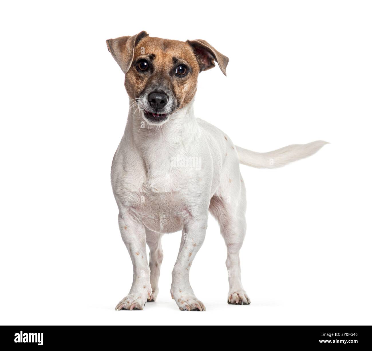 Jack russell Terrier debout sur un fond blanc et regardant vers l'avant Banque D'Images