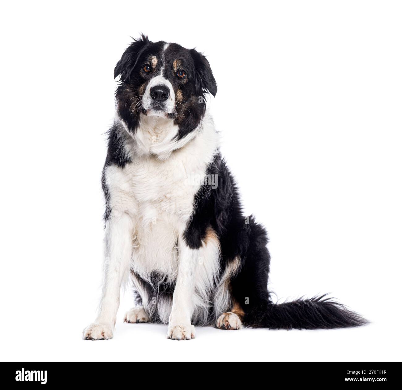 Border collie chien assis et regardant avec un regard intense sur fond blanc Banque D'Images