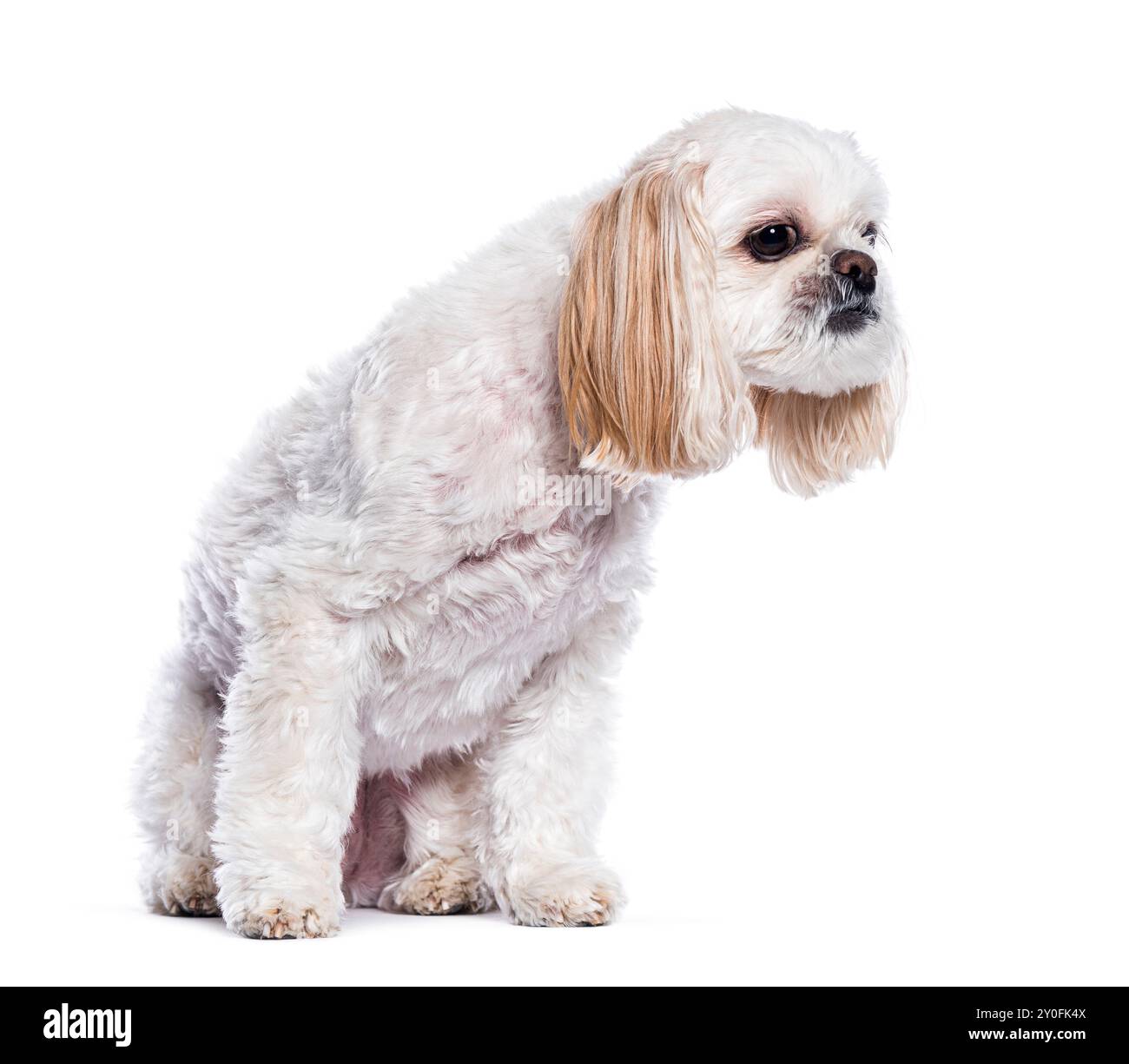 Petit chien Shih tzu blanc assis et regardant vers le haut avec curiosité sur un fond blanc Banque D'Images