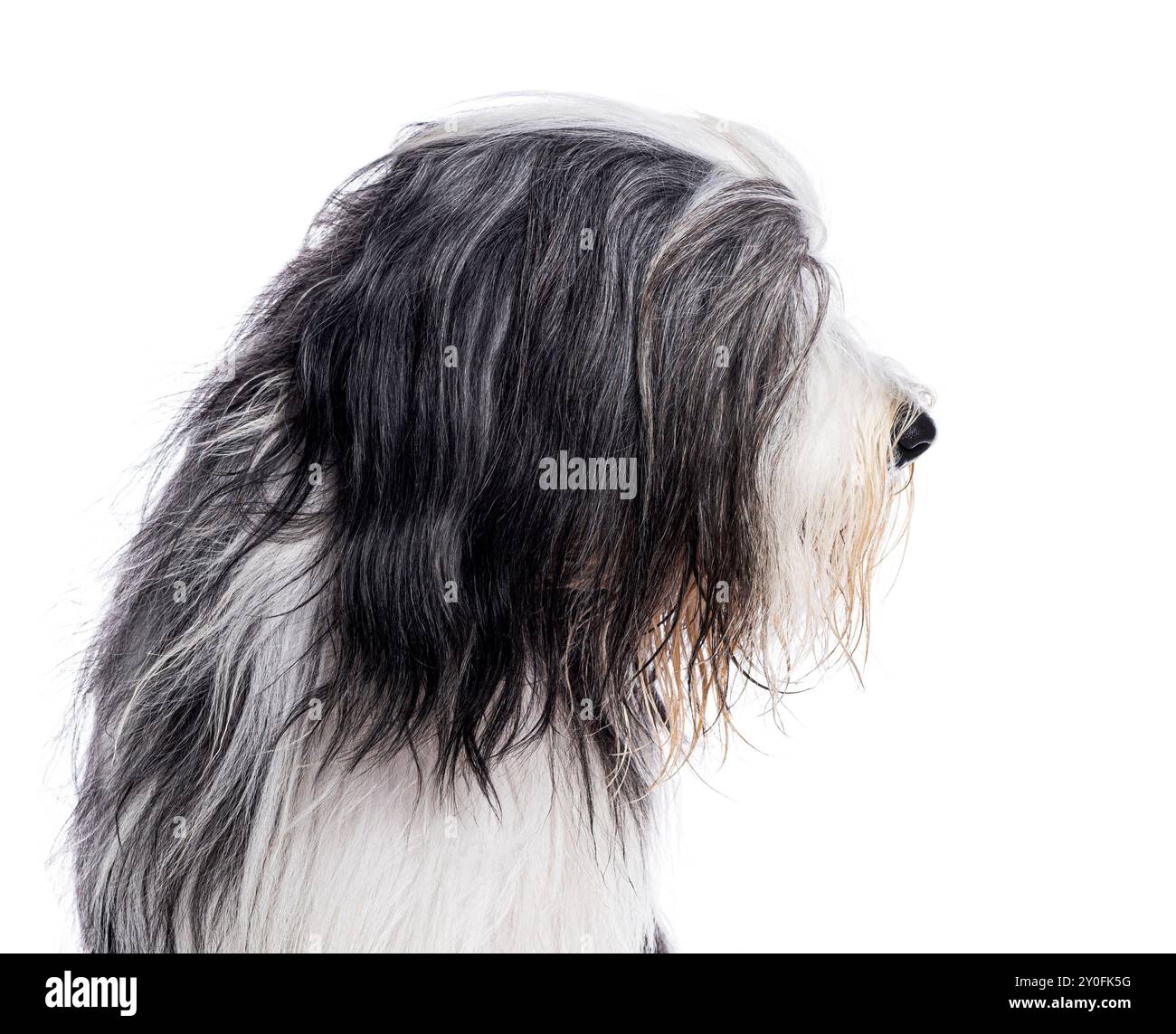 Portrait en gros plan d'un profil vue latérale chien collie barbu de profil, regardant à droite, isolé sur blanc Banque D'Images