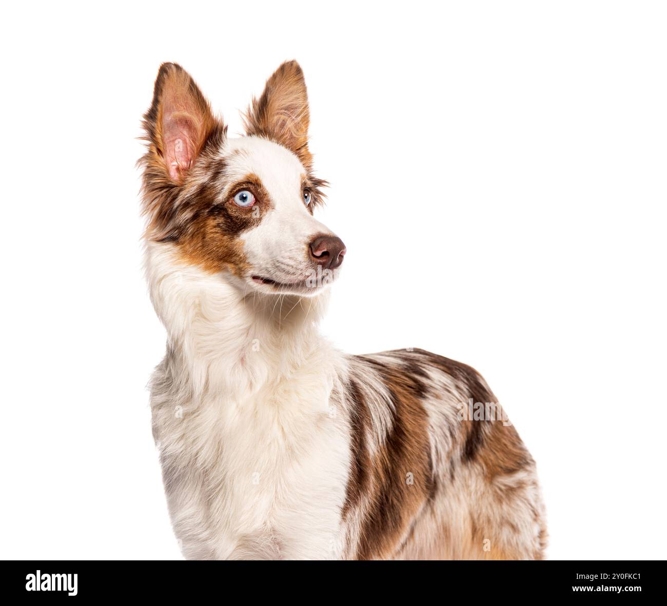 Chien de race croisée brun et blanc avec une bordure collie debout et regardant loin de la caméra Banque D'Images