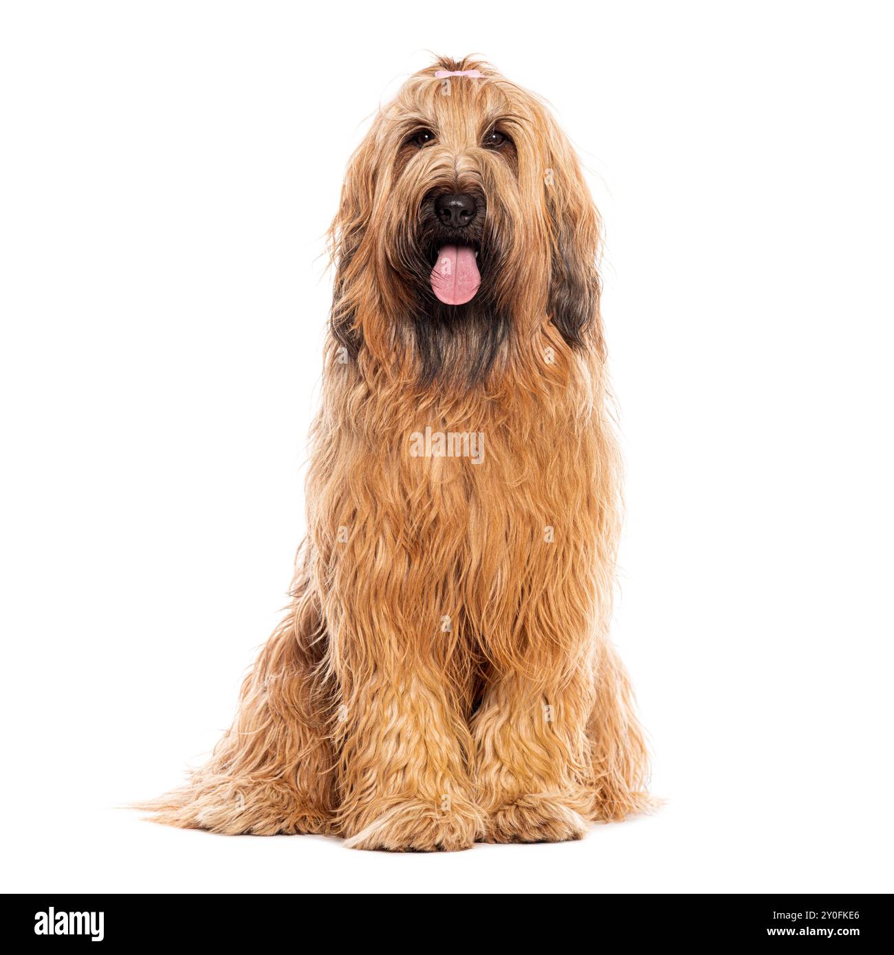 Chien Briard assis sur le sol et haletant tout en tirant sa langue, isolé sur blanc Banque D'Images