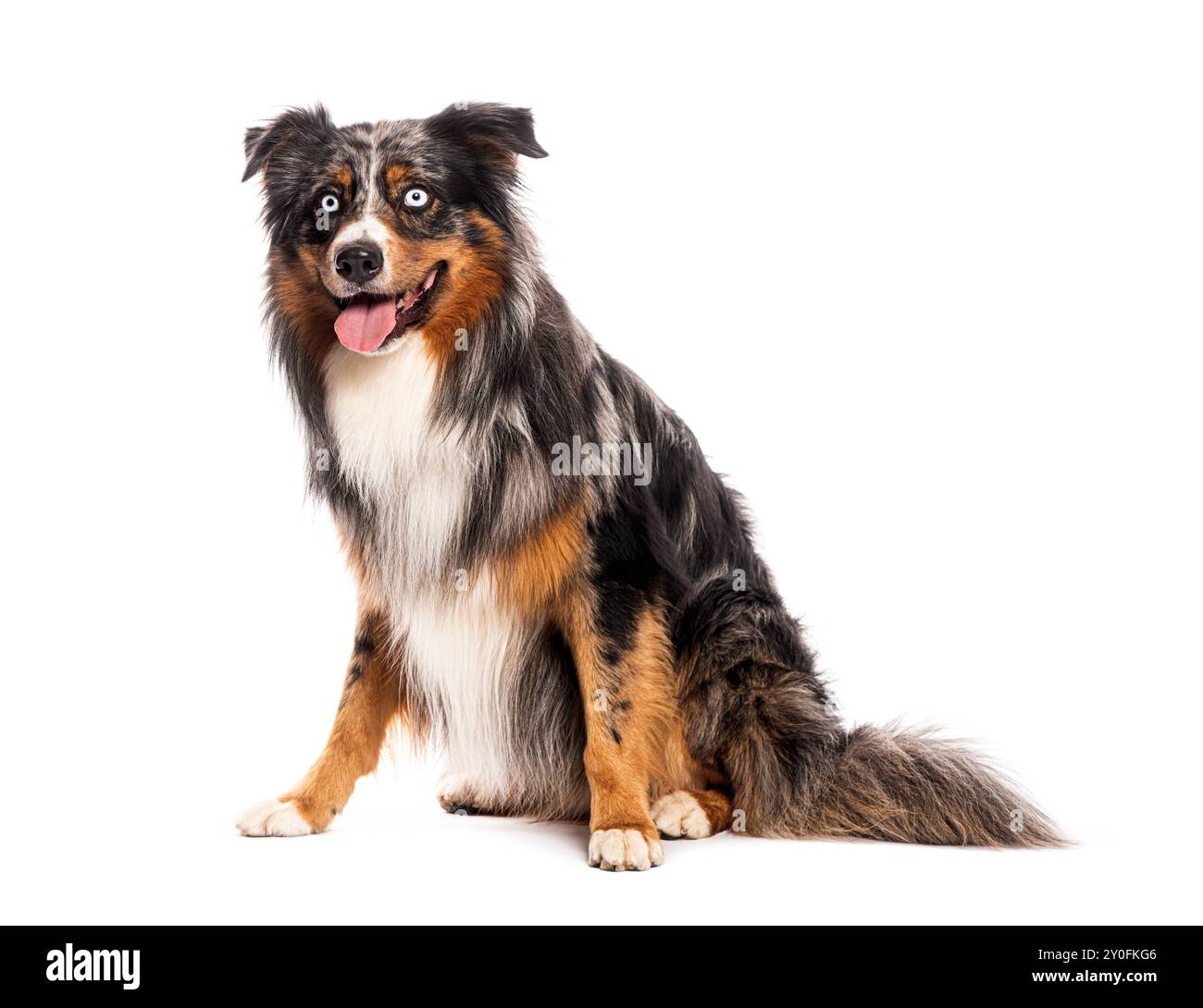 Chien berger australien assis et haletant tout en regardant vers l'avant Banque D'Images
