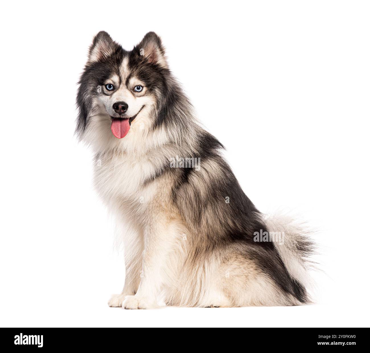 Chien lapphund finlandais haletant et regardant loin de la caméra tout en étant assis sur fond blanc Banque D'Images