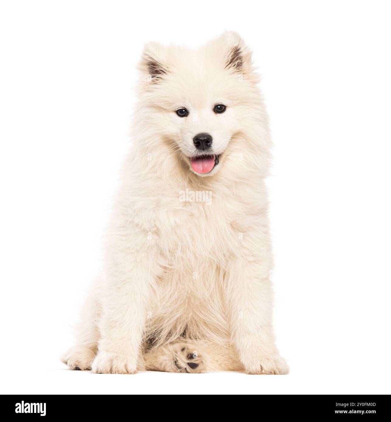 Portrait d'un chiot Samoyed assis haletant et regardant la caméra, isolé sur blanc Banque D'Images